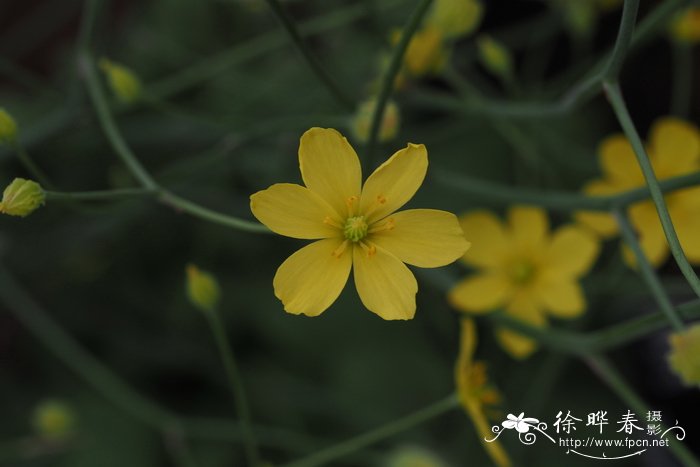 山槐叶Bongardia chrysogonum