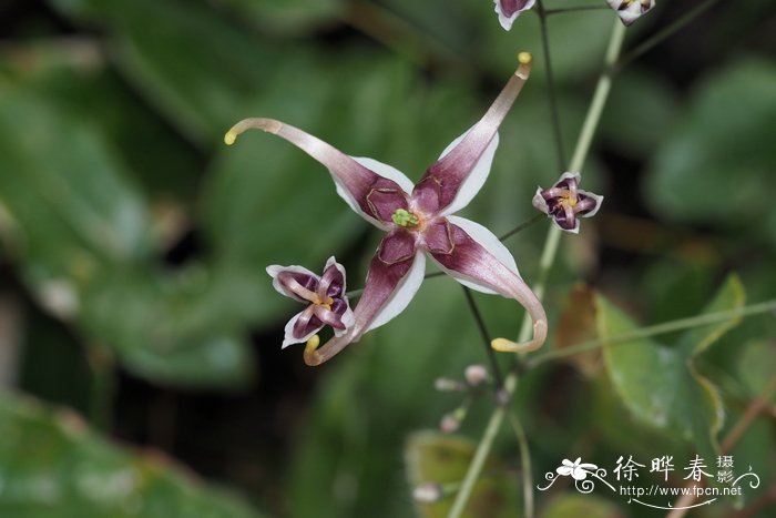 粗毛淫羊藿Epimedium acuminatum