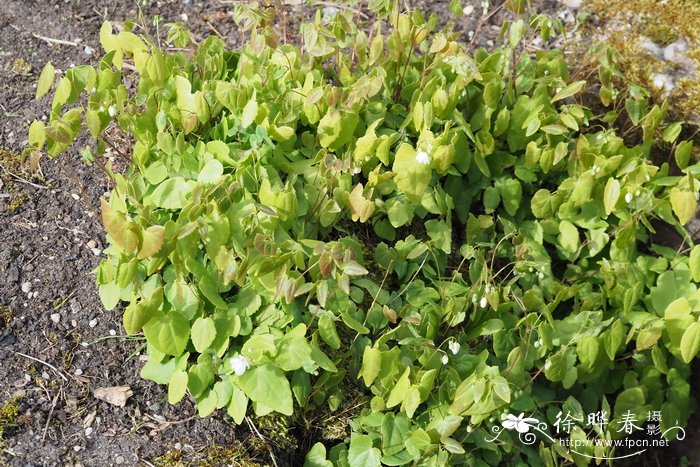 二叶淫羊藿Epimedium diphyllum