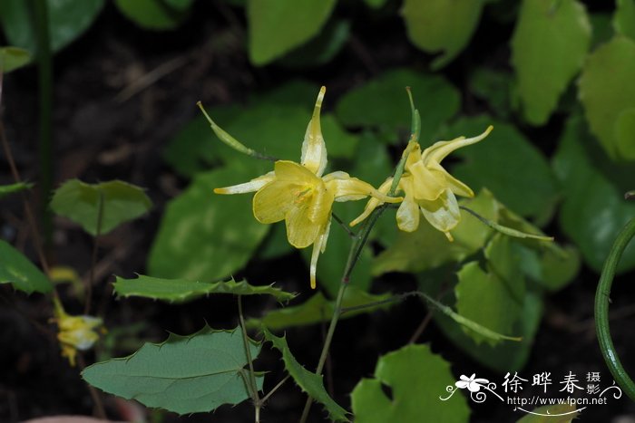 天全淫羊藿Epimedium flavum