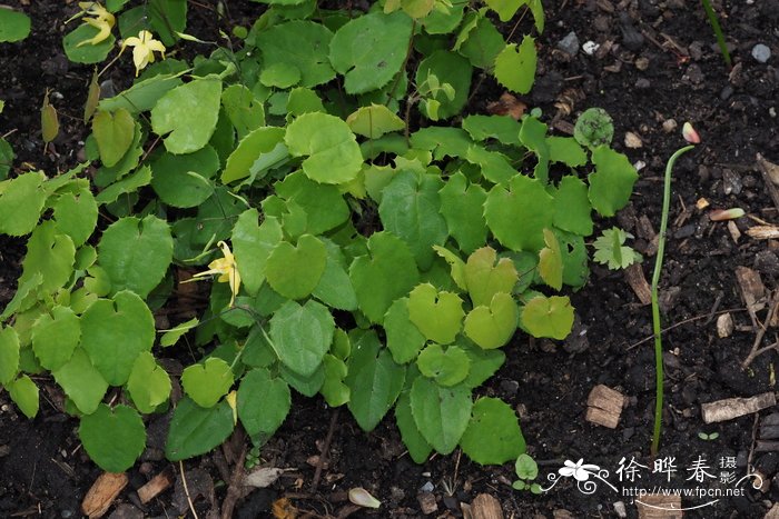 天全淫羊藿Epimedium flavum