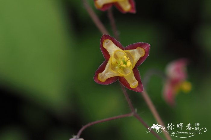 高山淫羊藿Epimedium alpinum