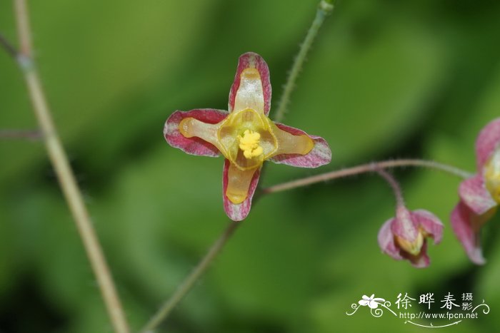 剑桥淫羊藿Epimedium cantabrigiense