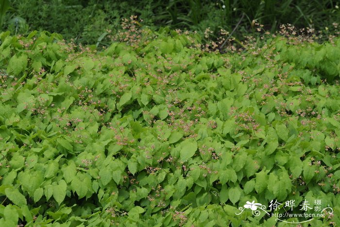 剑桥淫羊藿Epimedium cantabrigiense