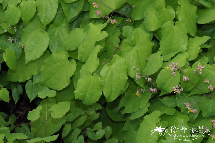 剑桥淫羊藿Epimedium cantabrigiense