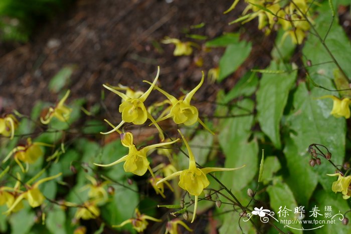 宝兴淫羊藿Epimedium davidii