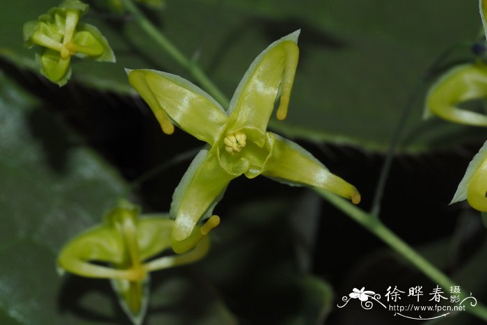 木鱼坪淫羊藿Epimedium franchetii