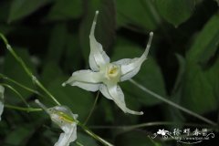 '浅黄'朝鲜淫羊藿Epimedium grandiflorum 'Flavescens'