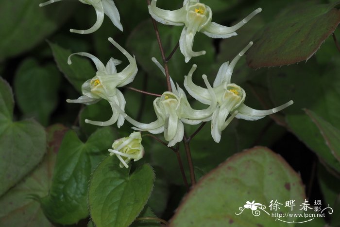 '浅黄'朝鲜淫羊藿Epimedium grandiflorum 'Flavescens'