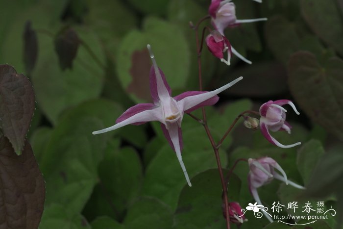 '玫瑰皇后'朝鲜淫羊藿Epimedium grandiflorum 'Rose Queen'