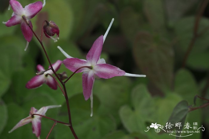 '玫瑰皇后'朝鲜淫羊藿Epimedium grandiflorum 'Rose Queen'