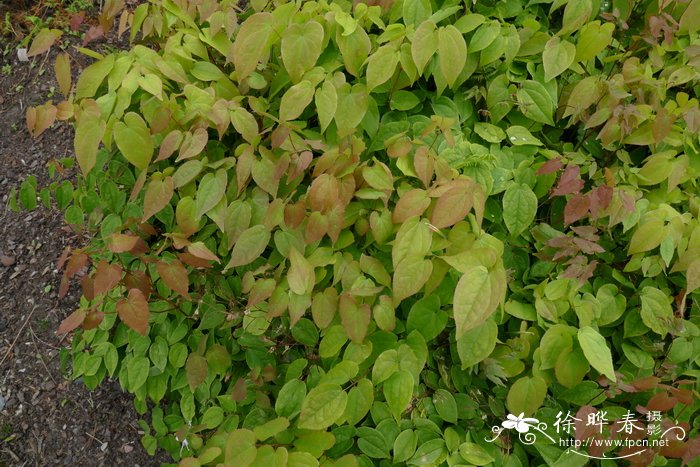 '玫瑰皇后'朝鲜淫羊藿Epimedium grandiflorum 'Rose Queen'