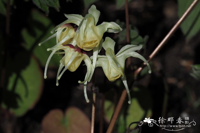 朝鲜淫羊藿Epimedium koreanum