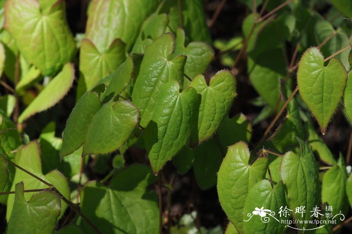 朝鲜淫羊藿Epimedium koreanum