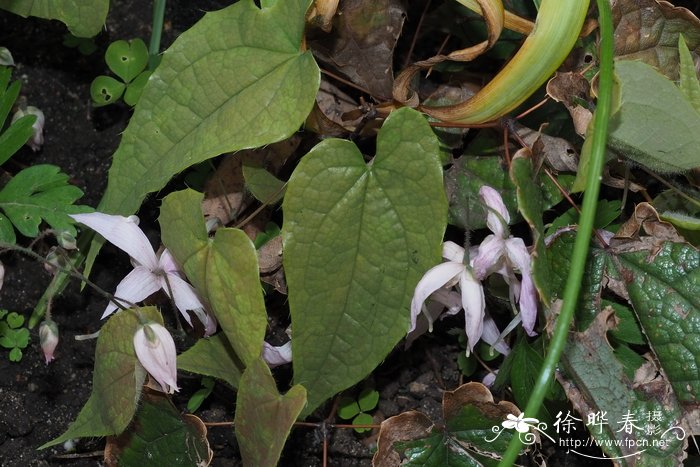 黔岭淫羊藿Epimedium leptorrhizum