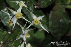 宝兴淫羊藿Epimedium membranaceum