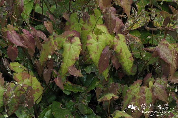 宝兴淫羊藿Epimedium membranaceum