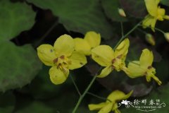 阿尔及利亚淫羊藿Epimedium perralderianum