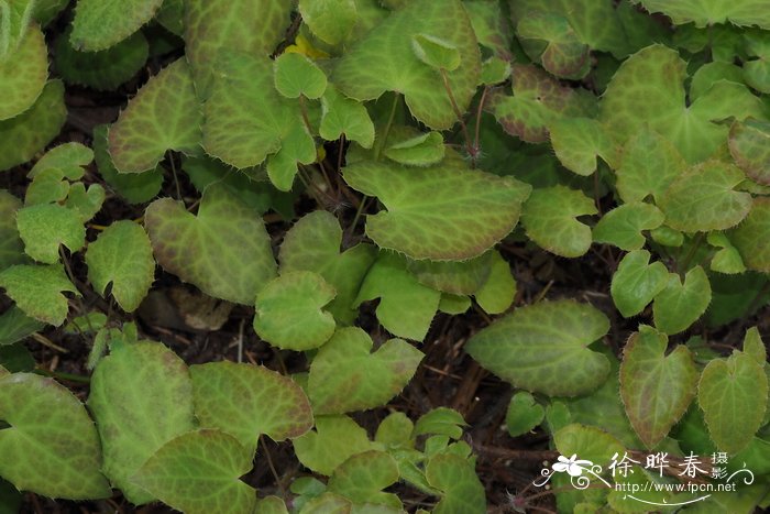 阿尔及利亚淫羊藿Epimedium perralderianum