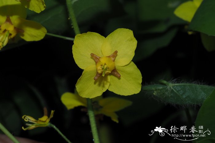 科尔切斯淫羊藿Epimedium pinnatum subsp. colchicum