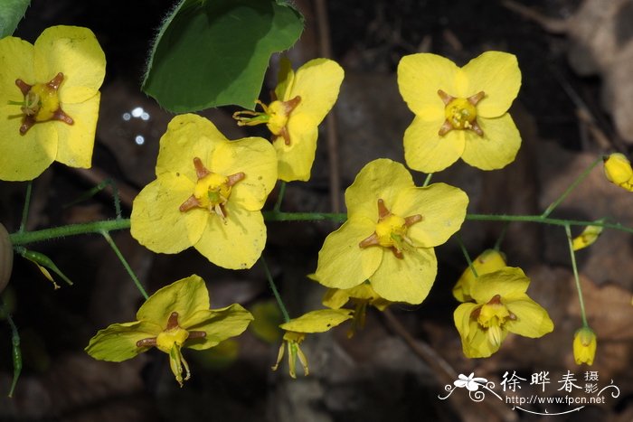 科尔切斯淫羊藿Epimedium pinnatum subsp. colchicum