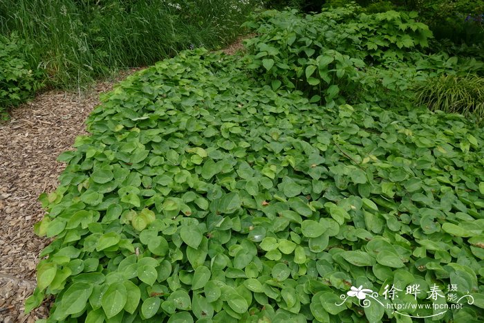 科尔切斯淫羊藿Epimedium pinnatum subsp. colchicum