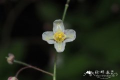 欧洲柔毛淫羊藿Epimedium pubigerum