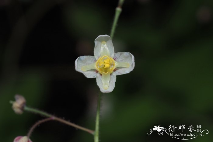 欧洲柔毛淫羊藿Epimedium pubigerum