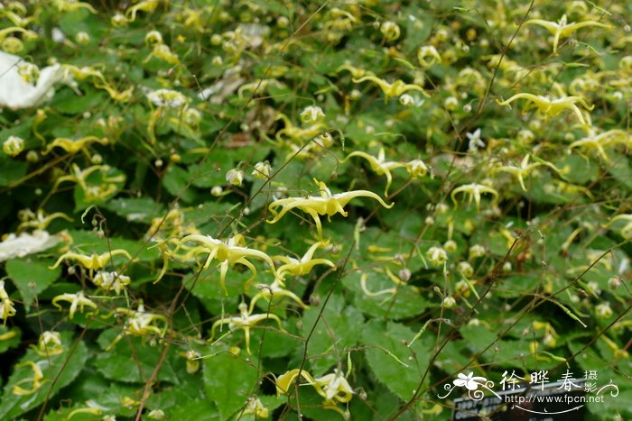 强茎淫羊藿Epimedium rhizomatosum