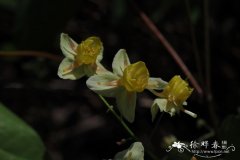 异色淫羊藿Epimedium sulphureum