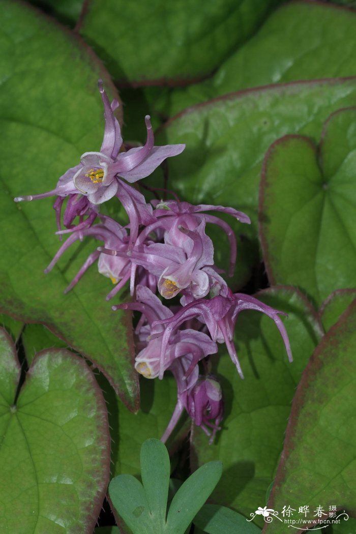 皱缩淫羊藿Epimedium sempervirens var. rugosum