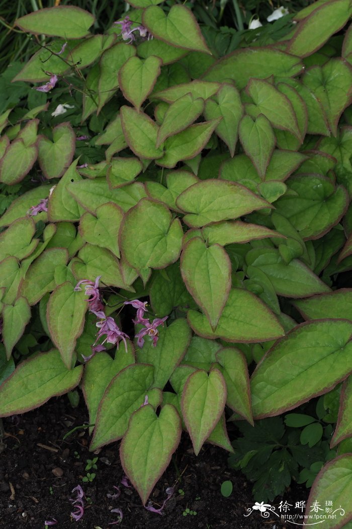 皱缩淫羊藿Epimedium sempervirens var. rugosum