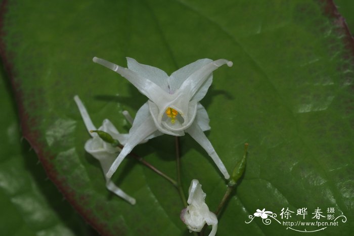 常绿淫羊藿Epimedium sempervirens