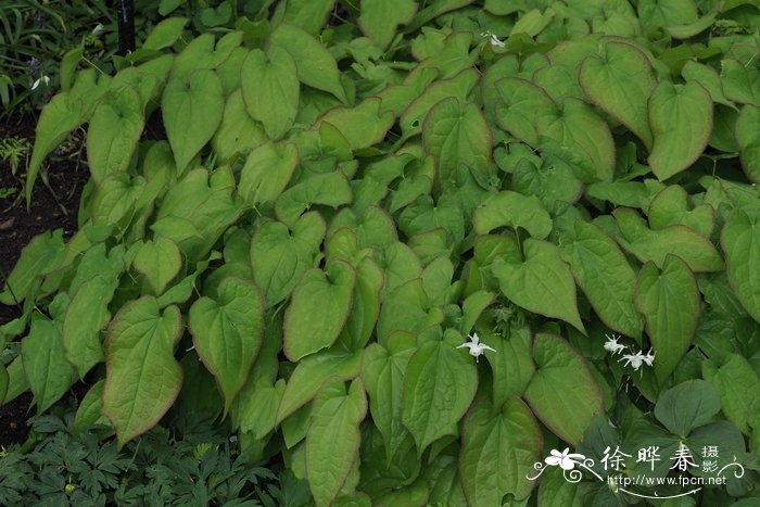 常绿淫羊藿Epimedium sempervirens