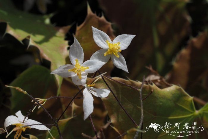 '长叶'星花淫羊藿Epimedium stellulatum 'Long Leaf Form'