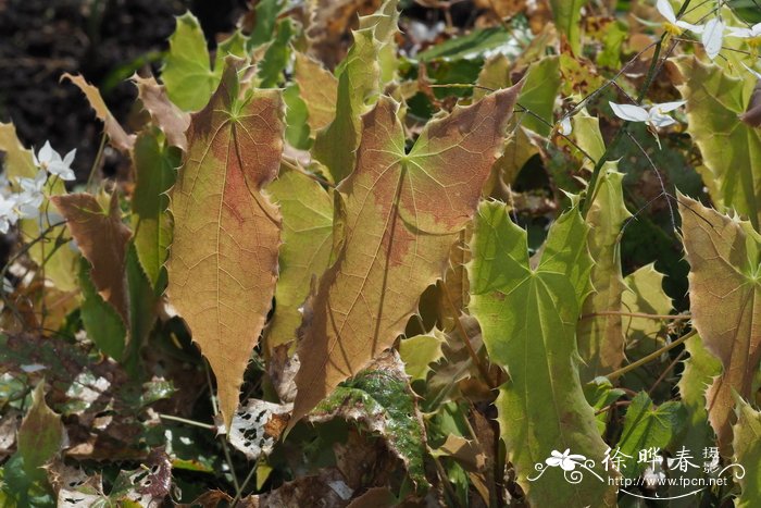 '长叶'星花淫羊藿Epimedium stellulatum 'Long Leaf Form'