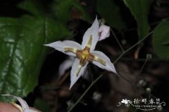 '武当之星'星花淫羊藿Epimedium stellulatum 'Wudang Star'