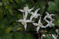 三叶淫羊藿Epimedium trifoliatobinatum