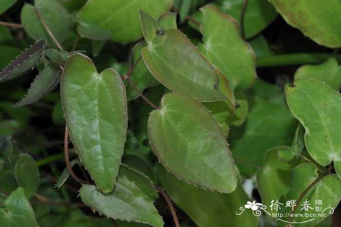 三叶淫羊藿Epimedium trifoliatobinatum