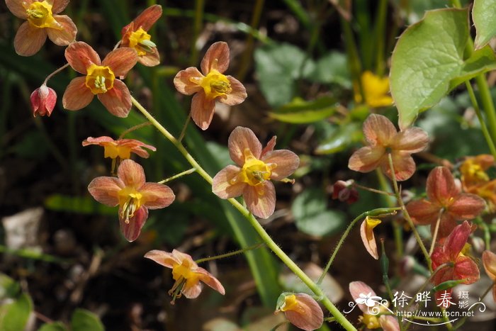 瓦勒淫羊藿Epimedium warleyense