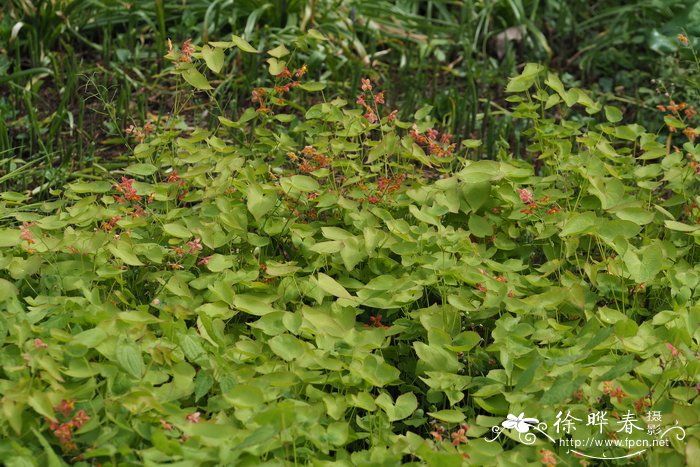 瓦勒淫羊藿Epimedium warleyense