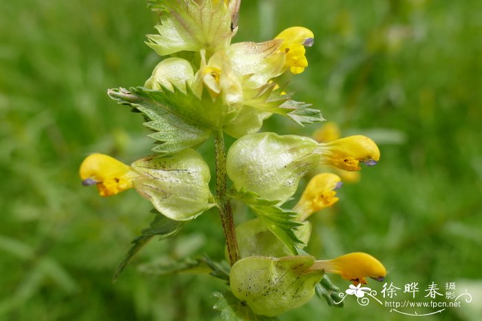 鼻花Rhinanthus glaber