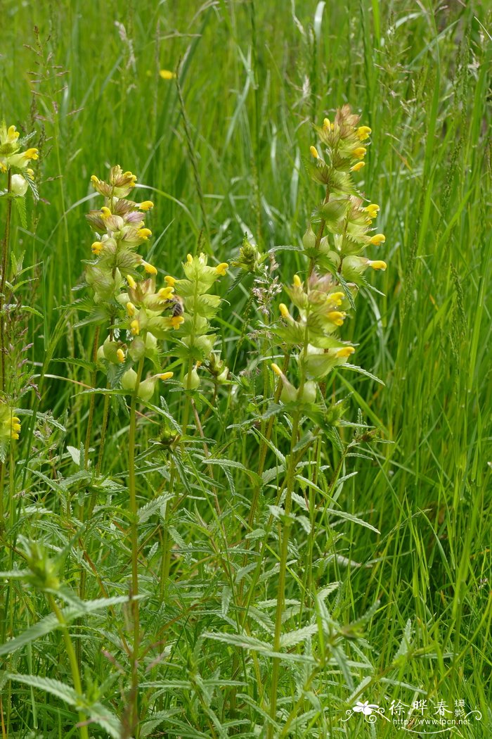 鼻花Rhinanthus glaber