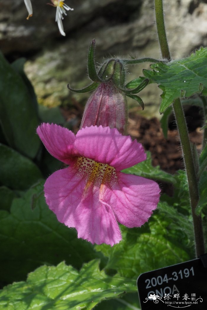 裂叶地黄 Rehmannia angulata