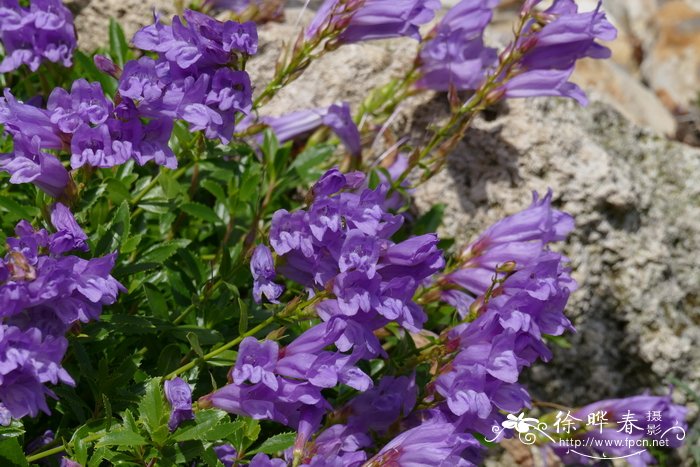 卡德威尔钓钟柳Penstemon cardwellii