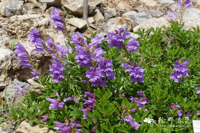 卡德威尔钓钟柳Penstemon cardwellii