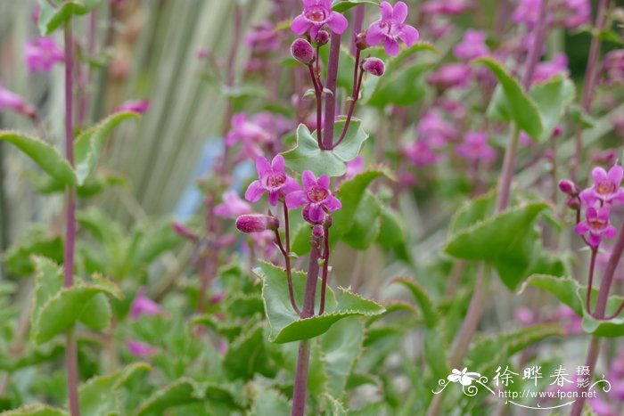 合生钓钟柳Penstemon clevelandii subsp. connatus