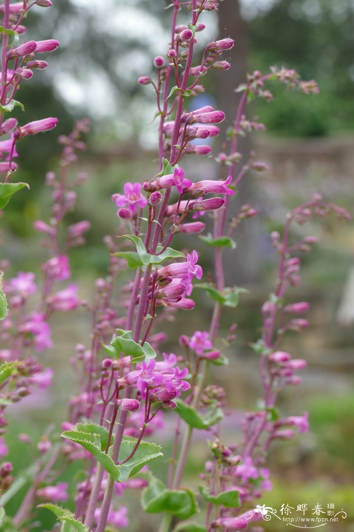 合生钓钟柳Penstemon clevelandii subsp. connatus