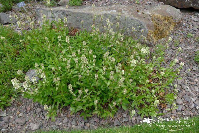 密生钓钟柳Penstemon confertus