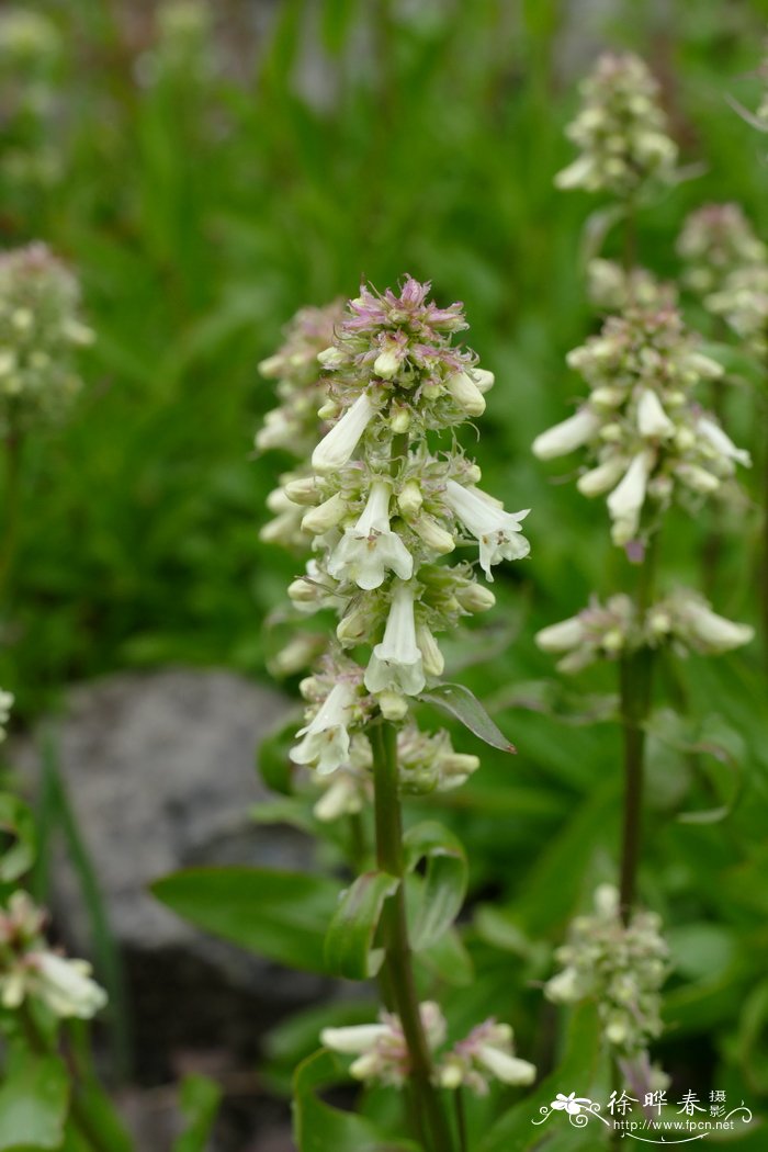 密生钓钟柳Penstemon confertus